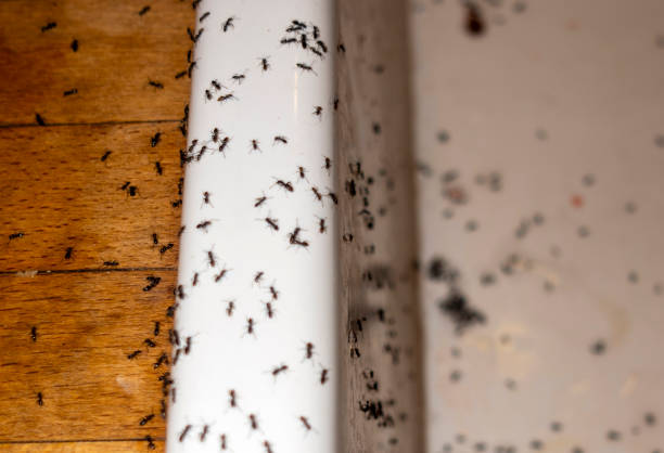 Best Best Pest Control Companies  in Plain City, UT