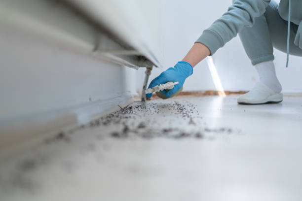 Best Wasp Removal Services  in Plain City, UT